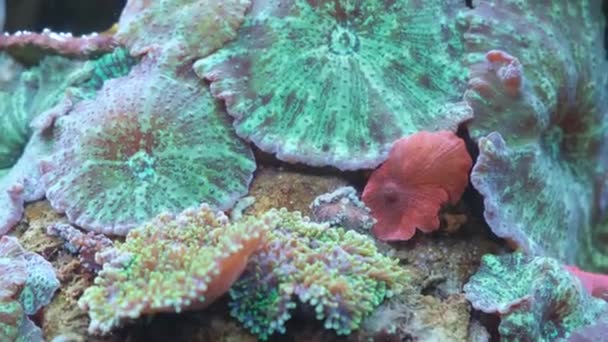 Beautiful Large Green Coral Reefs Red Sea Egypt — Stock Video