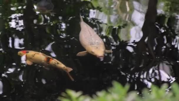 Stor Fisk Karp Familjen Sjö Japan — Stockvideo