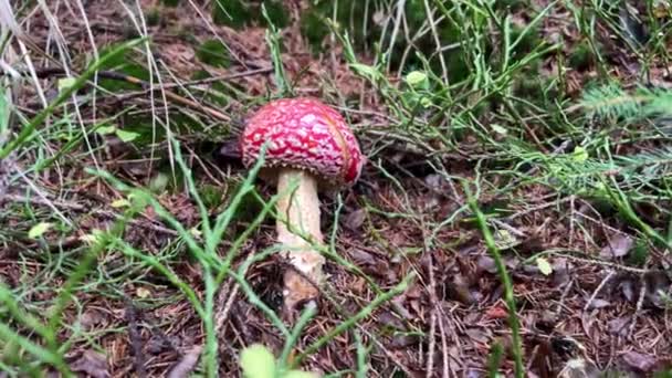 Cogumelo Amanita Vermelho Venenoso Velho Caminho Uma Floresta Profunda — Vídeo de Stock