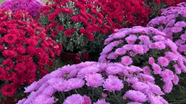 Piękne Wielobarwne Plantacji Chryzantemy Kwiaty — Wideo stockowe