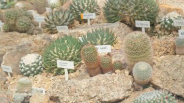 Serada bir sürü farklı kaktüs var. Egzotik kaktüs koleksiyonu sergisi.