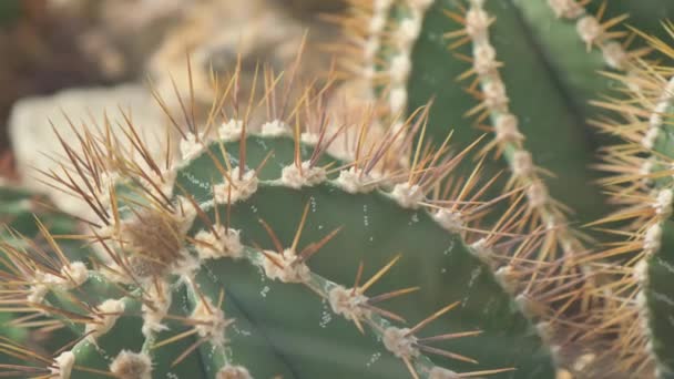 Büyük Iğneli Büyük Bir Kaktüs Bitkiler Çöllerde Yaygındır — Stok video