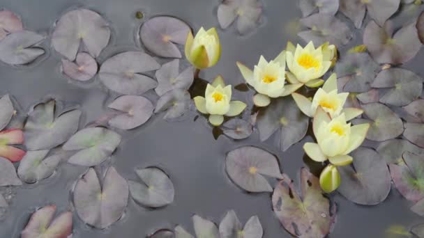 Una Flor Loto Amarillo Abrió Agua Las Flores Enumeran Libro — Vídeo de stock