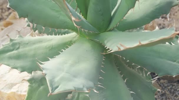 Gros Plan Gros Cactus Aloès Plante Médicinale — Video