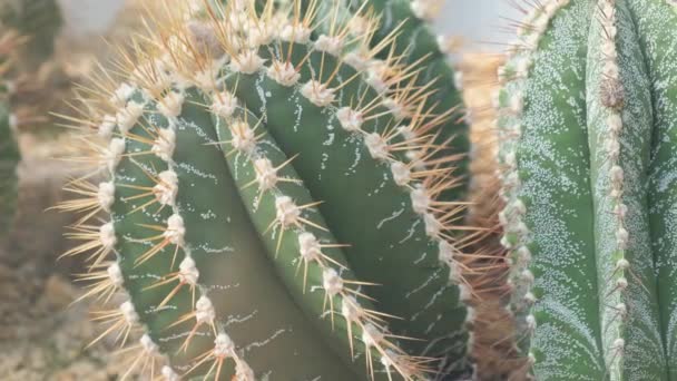 식물원에 바늘이있는 선인장의 클로즈업 식물은 사막에서 일반적입니다 — 비디오