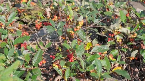 Red Berries Bush Botanical Garden — Stock Video