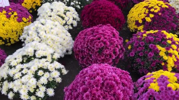 Flores Crisantemo Jardín Aire Libre — Vídeos de Stock