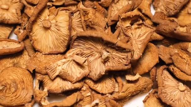 Getrocknete Halluzinogene Pilze Betäubungsmittelpilze Wald Nahaufnahme — Stockvideo