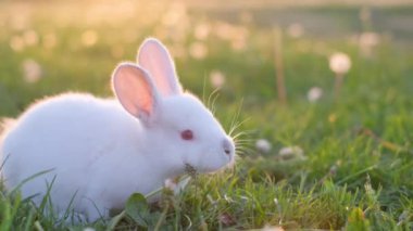 Güzel beyaz tüylü bir bebek gün batımında çimlerin üzerinde oturuyor. Bir yaz günü yeşil çimlerin üzerinde komik beyaz bir tavşan oturuyor. Paskalya sembolü.