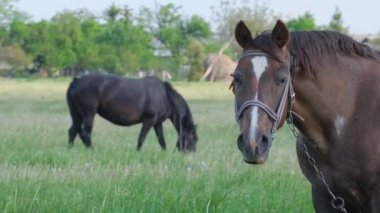 Doğadaki yeşil çimlerin arasında iki at. Köyde at otlatıyor. Atlar köyün arka planındaki kuru bir çayırda otluyor..