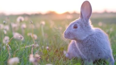 Yeşil çimenlerin üzerinde gri Paskalya tavşanı. Uzun kulaklı sevimli küçük bir tavşan taze bir tarlada oturuyor ve kameraya bakıyor..