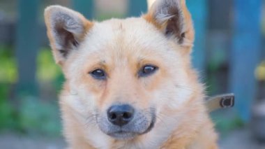 Güzel kızıl saçlı bir köpeğin yakın plan portresi. Köpek gülümsüyor..