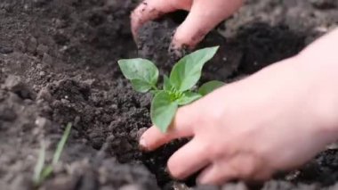 Kuru toprağa yeşillik ekiyorum. Doğanın korunumu.
