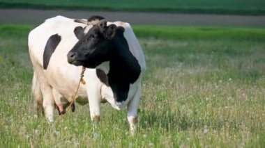 Bir inek yazın bir tarlanın ortasında otlar. Siyah beyaz inek. Benekli bir inek yazın yeşil bir çayırda otlar.