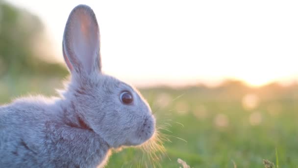 Primer Plano Pequeño Conejito Gris Hierba Verde Lindo Conejo — Vídeos de Stock