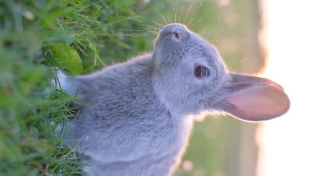 Vertical Video Rabbit Green Grass Long Eared Cute Little Rabbit — Stock Video
