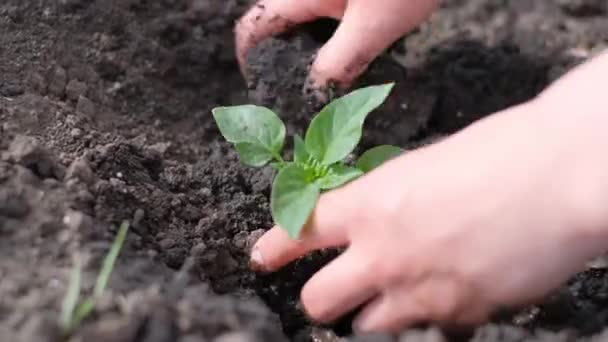 Planter Des Légumes Sur Terre Ferme Conservation Nature — Video
