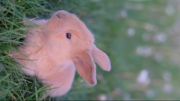 Вертикальное Видео Маленького Красного Кролика Зеленой Траве Милый Кролик — стоковое видео