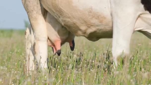 Κοντινό Πλάνο Αγελάδας Που Βόσκει Καταπράσινο Αγρό Στην Ύπαιθρο — Αρχείο Βίντεο