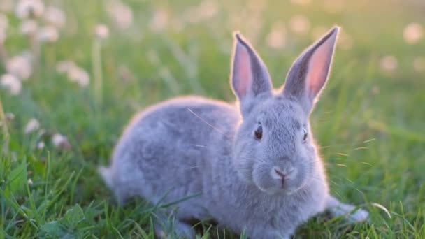 Marco Vídeo Pequeño Conejito Gris Hierba Verde Lindo Conejo — Vídeos de Stock