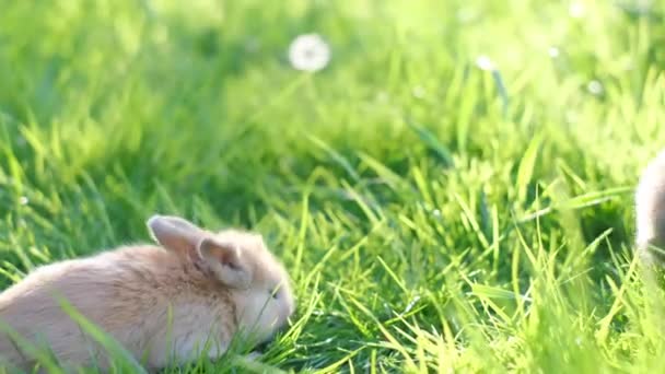 Par Lindos Conejos Mullidos Adorables Están Pastando Césped Hierba Verde — Vídeo de stock