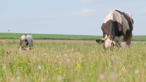 Las Vacas Pastan Campo Verde Campo — Vídeo de stock