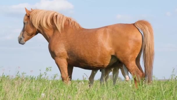 马在绿色的牧场上带着小马驹的马小鹿和母马在青草上吃草 — 图库视频影像