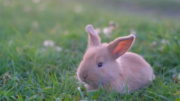 Маленький Длинноухий Кролик Сидит Поле Зеленой Траве — стоковое видео