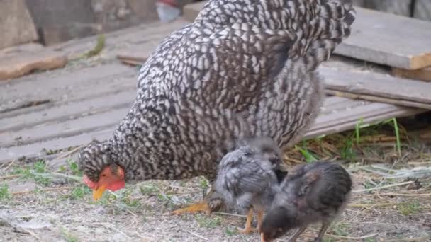 Primer Plano Pollo Comiendo Trigo Campo Una Familia Pollos — Vídeo de stock
