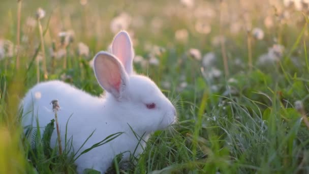 ビデオフレーム 緑の草の小さな白いバニー かわいいウサギ — ストック動画