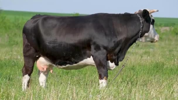 Une Vache Laitière Tachetée Noire Blanche Debout Sur Pâturage Rural — Video