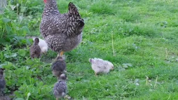 Little Chicks Bright Plumage Mother Hen Walking Farm Gray Hen — Stock Video