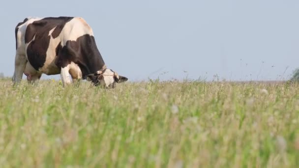 Paisaje Verano Con Una Vaca Pastando Pastos Verdes Frescos Una — Vídeo de stock