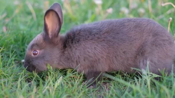 귀여운 토끼가 초원에서 잡아당기고 있습니다 매력적인 푹신한 토끼가 잔디밭에 자르고 — 비디오