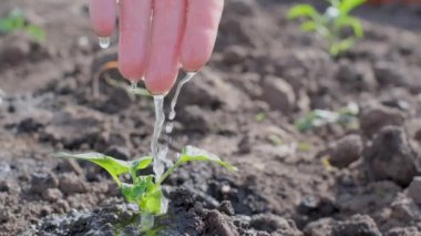 Bir adamın eli karada yeşil bitkileri suluyor. Doğanın korunumu.