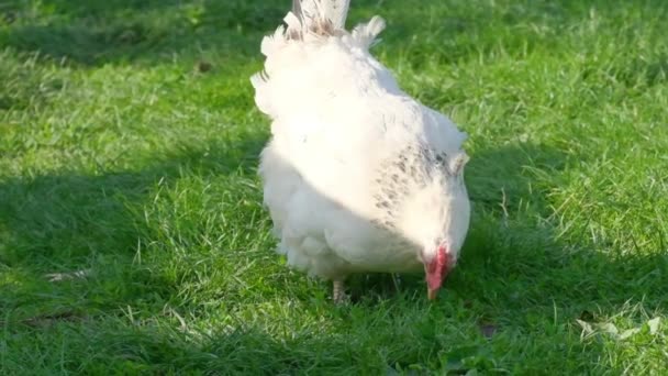一只白鸡在绿草中觅食 生态家禽农场 — 图库视频影像