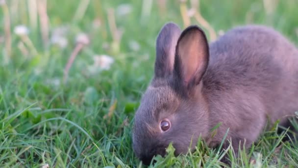토끼는 잔디밭에 앉아있다 — 비디오