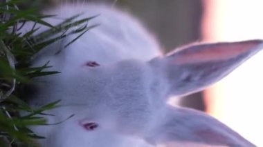Beyaz bir tavşan yeşil çimen yer. Dikey video.
