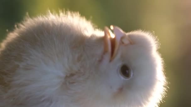 Μικρό Κοτόπουλο Κοντινό Κάθετη Βίντεο — Αρχείο Βίντεο