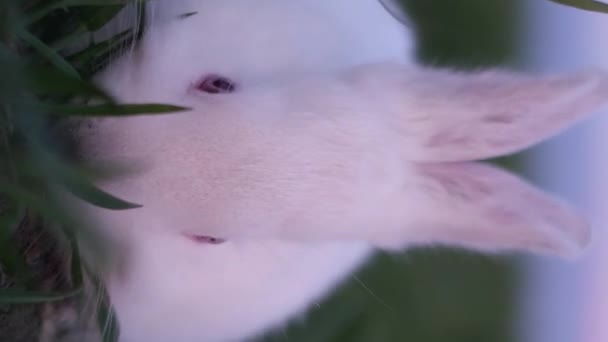 Ένα Μικρό Άσπρο Κουνέλι Τρώει Χορτάρι Στο Χωράφι Ένα Όμορφο — Αρχείο Βίντεο