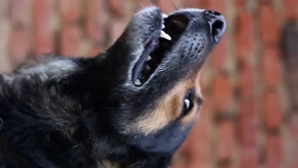 Aggressiv Hund Visar Farliga Tänder Tysk Herdeattack Huvudvakten Vertikal Video — Stockvideo
