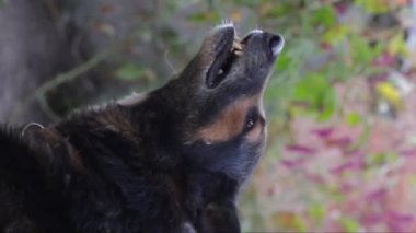  Saldırgan yaşlı Alman çoban köpeği. Saldırgan köpek tehlikeli dişler gösterir. Keskin dişli sert bir köpek. Dikey video.
