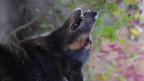 古いドイツの羊飼いを攻撃的に吠える 攻撃的な犬は危険な歯を示しています 鋭い歯を持つ硬い犬 バーティカルビデオ — ストック動画