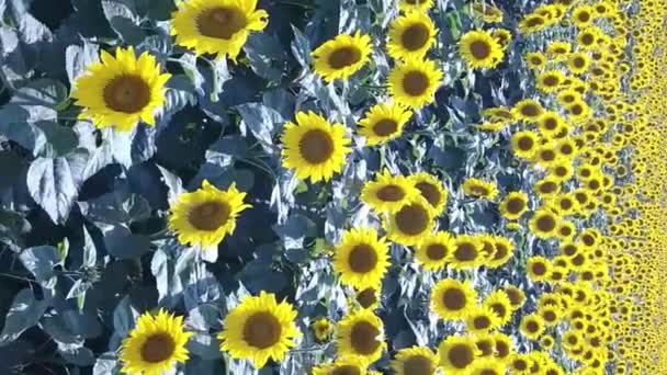 Een Uitzicht Vanaf Een Drone Een Prachtig Veld Van Zonnebloemen — Stockvideo
