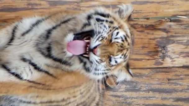 Zbliżenie Wściekłego Tygrysa Dużymi Zębami Pionowe Wideo Sumatrzański Tygrys Golący — Wideo stockowe