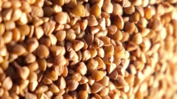 Butiran Buckwheat Berputar Dalam Lingkaran Video Vertikal — Stok Video
