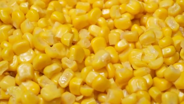 新鲜的玉米旋转成圆形 玉米背景 农业的概念 — 图库视频影像