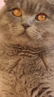 Pembe arka planda sarı gözlü İskoç gri kedisi. Kedi yakın plan. Dikey video