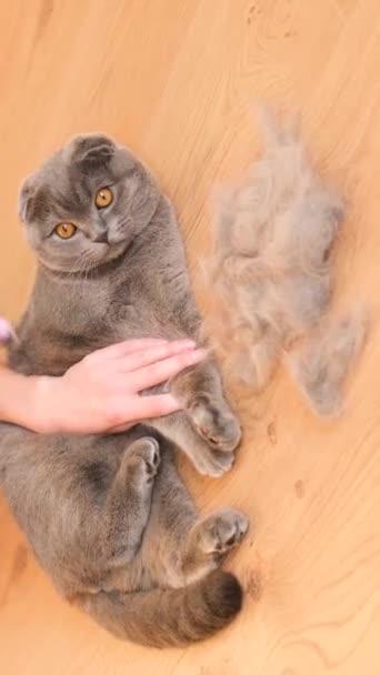 Shedding Scottish Gray Cat Combing Fur Cat Vertical Video — Stock Video