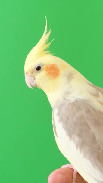 Corella Parrot Sits Green Background Yellow Parrot Vertical Video — Stock Video